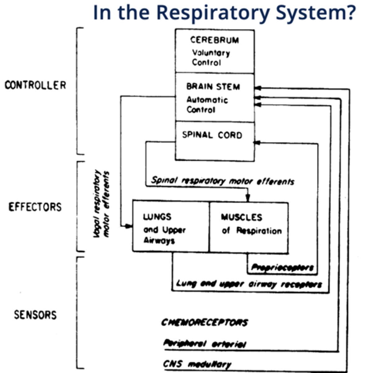<p>chemoreceptors, mechanoreceptors</p>