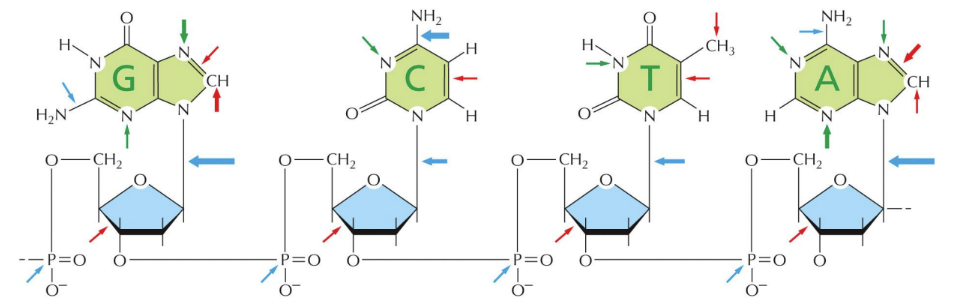 <p>What do the blue arrows represent</p>