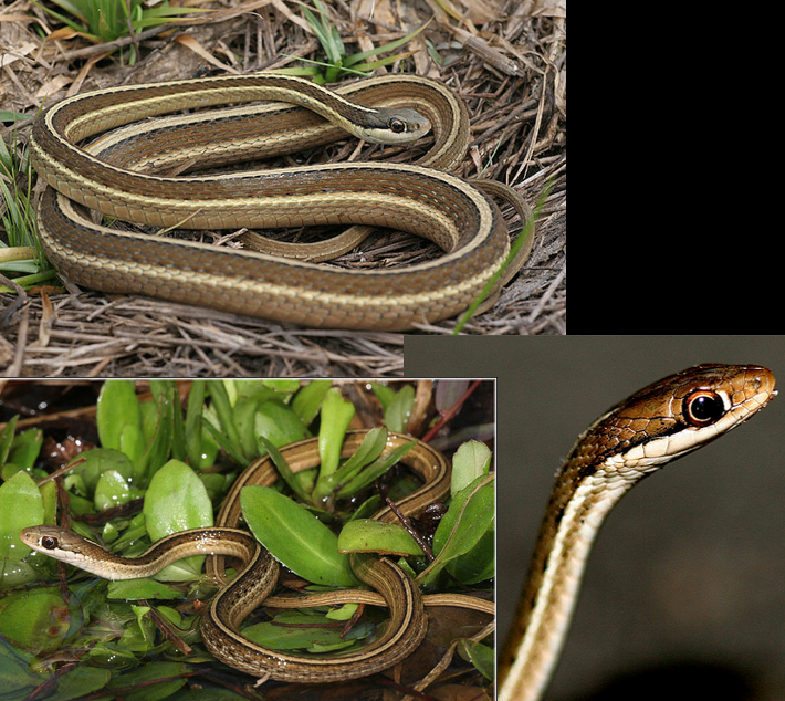 <p>semi-aquatic; most of GA; 3 prominent lines; white scale in front of eye</p>