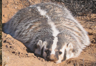 <p>obligate carnivore; broad, pankcake body; 5 clawed digits (huge); white head stripe, cheeks, and ear</p>
