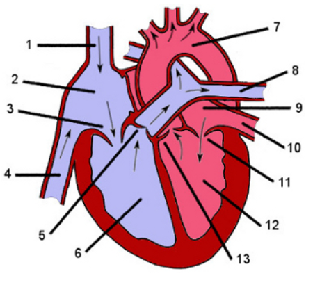 <p>In which parts of the heart the numbers are pointing to?</p>