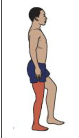 <ul><li><p>Mid-stance and Terminal Stance</p></li><li><p>Knee Motion</p></li><li><p>Vastii activity ceases by the middle of mid-stance</p></li></ul><p></p>