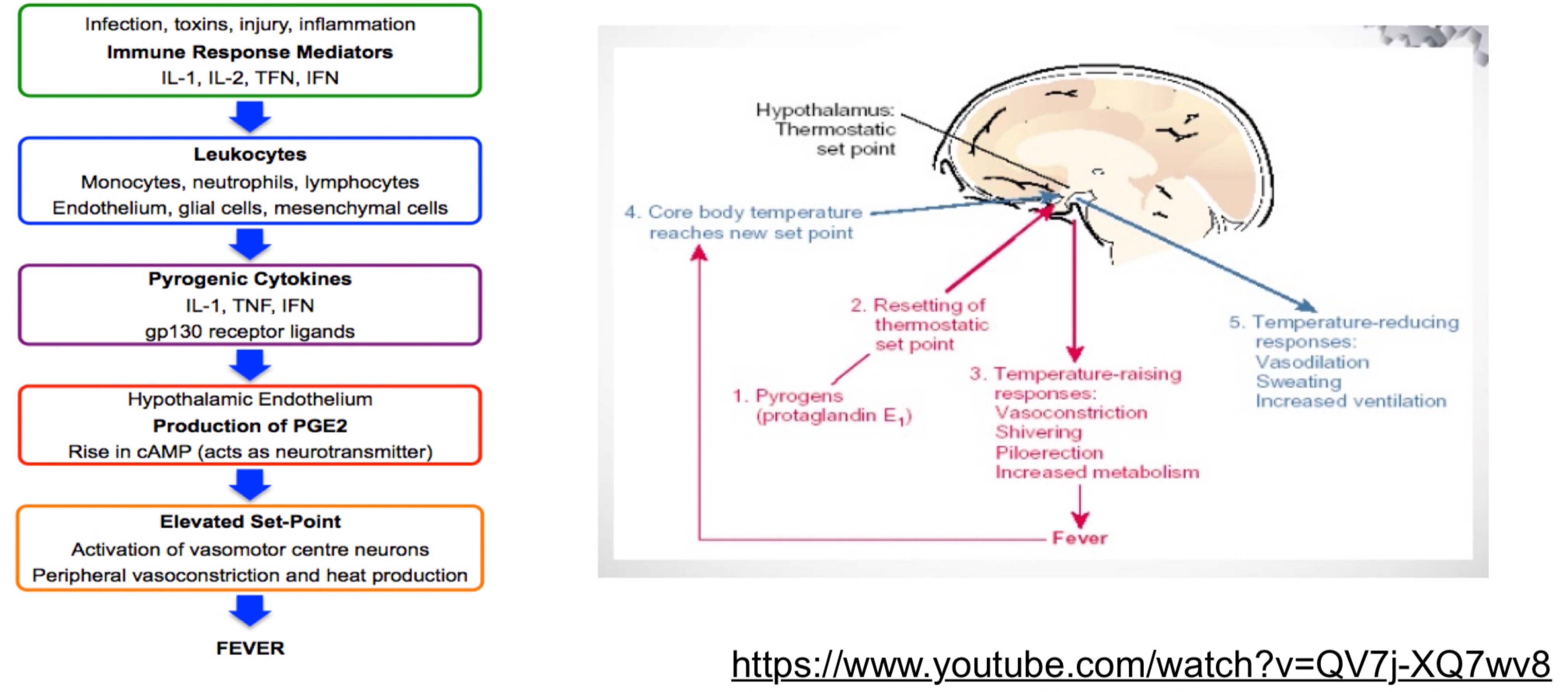 
1. Bacterial infection: bacteria release endogenous $$pyrogens$$ which cause fever
2. Body triggers thermoregulatory response to pyrogens: body WBC in immune systems are triggered to release pyrogens in form of cytokines eg. IL-1 TNF-alpha and IFN
3. Pyrogens inhibit heat sensing neurones in hypothalamus and excite cold sensing receptors in prostate glands and E2. This cause hypothalamus to think body temp is lower so body temp stabilises at a new elevated set point 
4. $$Augmentation of immune response (innate and adaptive)$$
5. Body temp remains elevated until fever breaks