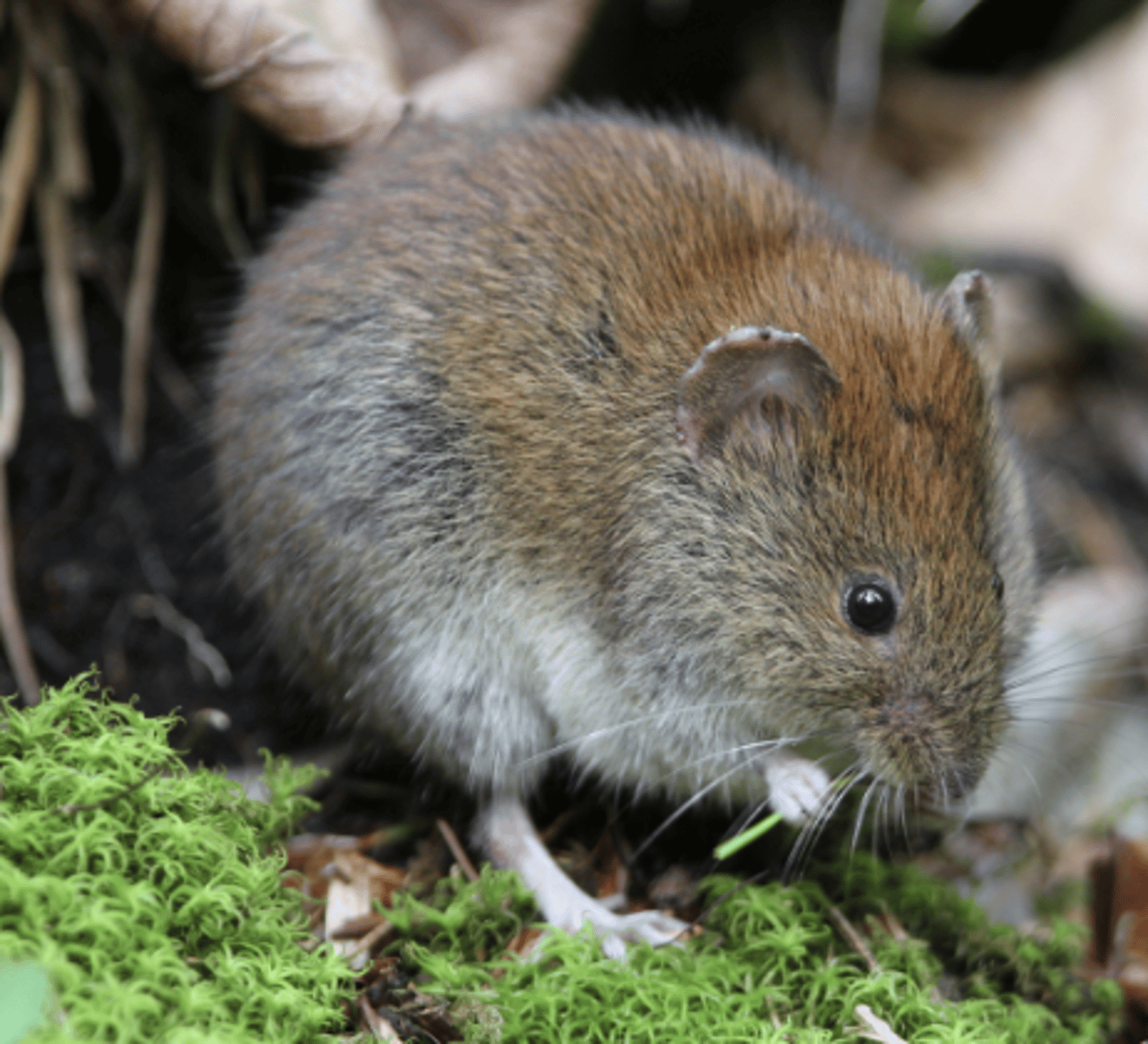 <p>Name, habitat, range</p>