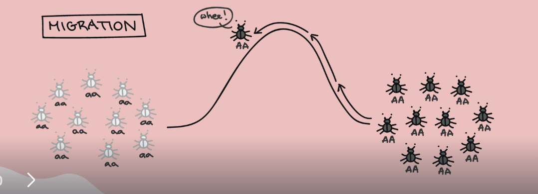 <ul><li><p>occurs when breeding between two populations transfers new alleles into a population</p></li></ul>