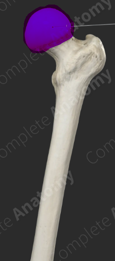 <p>What bone structure is this?</p>