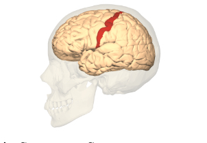 <p>Somatosenory cortex</p>