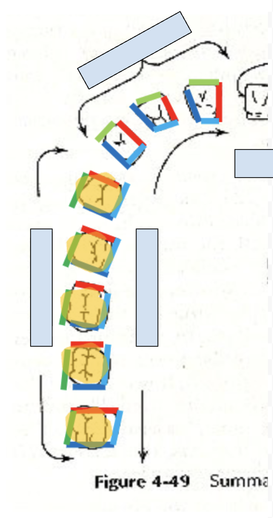 <p>side of tooth away from middle teeth (dark blue)</p>