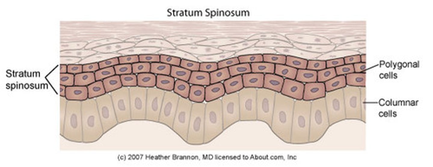 <p>Several layers of keratinocytes joined by desmosomes. Thick bundles of intermidate filaments made of pre-keratin</p>