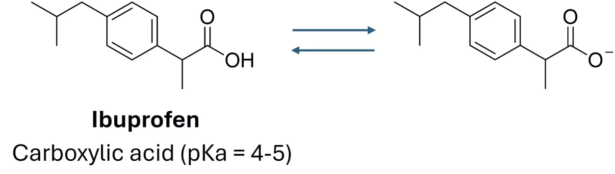 <p>Which is the major form of ibuprofen in the blood and why?</p>