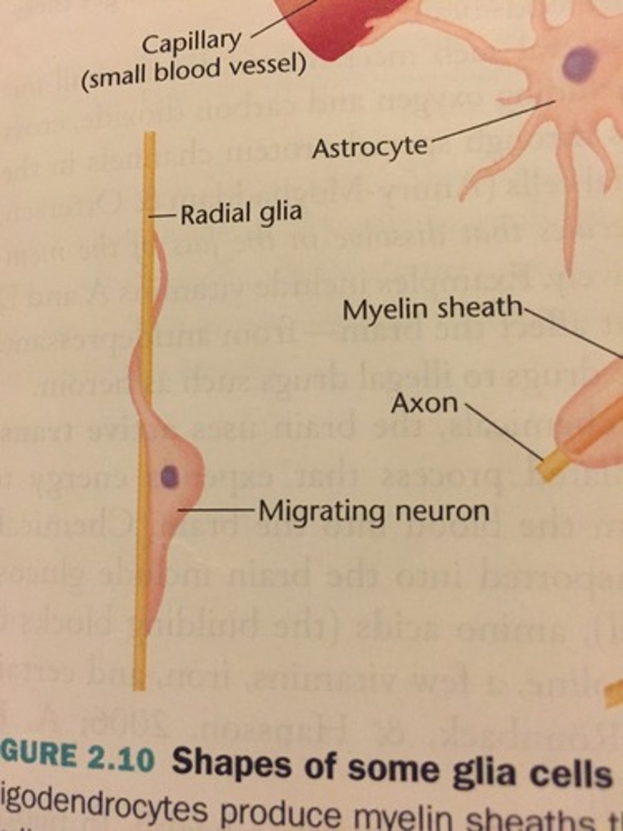 <p>Guide the migration of neurons and neurogenesis.</p>