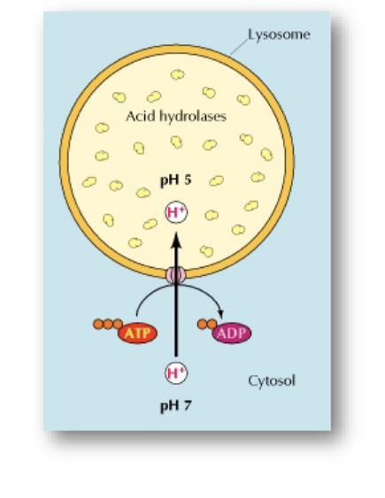 <ul><li><p>characteristics </p><ul><li><p>acidic interior → pH = 5</p></li><li><p>contains <strong>hydrolytic enzymes</strong> (catalyze the breakdown of molecules using water)</p></li><li><p>surrounded by membrane</p></li></ul></li><li><p>lysosomes are analogous to <strong>human stomach</strong></p><ul><li><p>pH is very acidic </p></li><li><p>enzymes within work effectively in this environment</p></li></ul></li><li><p>pump H+ into lysosome expends energy</p><ul><li><p>ATP → ADP</p></li></ul></li></ul><p></p>