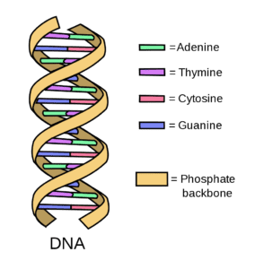 <p>(A,T,C,G)</p><ul><li><p>Adenine</p></li><li><p>Thymine</p></li><li><p>Cytosine</p></li><li><p>Guanine</p></li></ul><p></p>