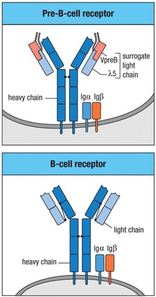 <p>It monitors the quality of the antibody heavy chain.</p>