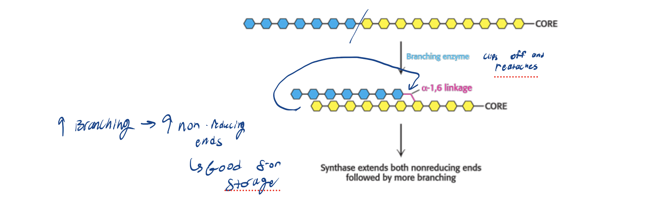 <p>Increased surface area for further synthesis</p><ul><li><p>Inc branching → Inc non-reducing ends → good for storage</p></li></ul><p></p>