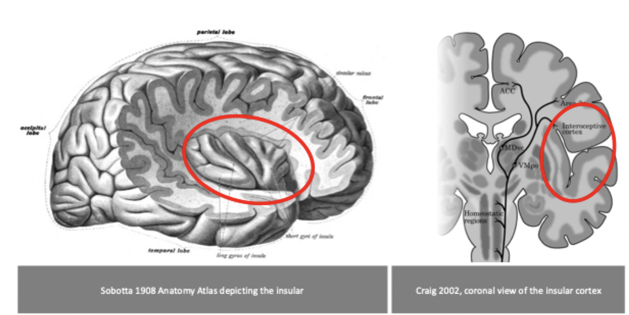 <p>the insular cortex (the interoceptive cortex)</p>