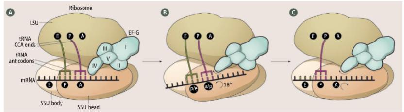 <p>small subunit head is twisted to facilitate codon translocation</p>