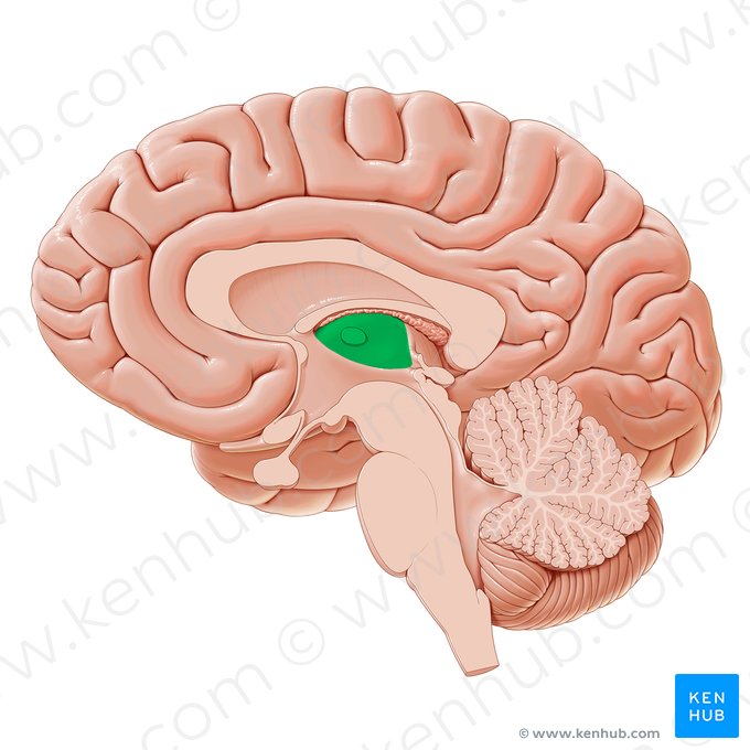 <p>Thalamus</p>