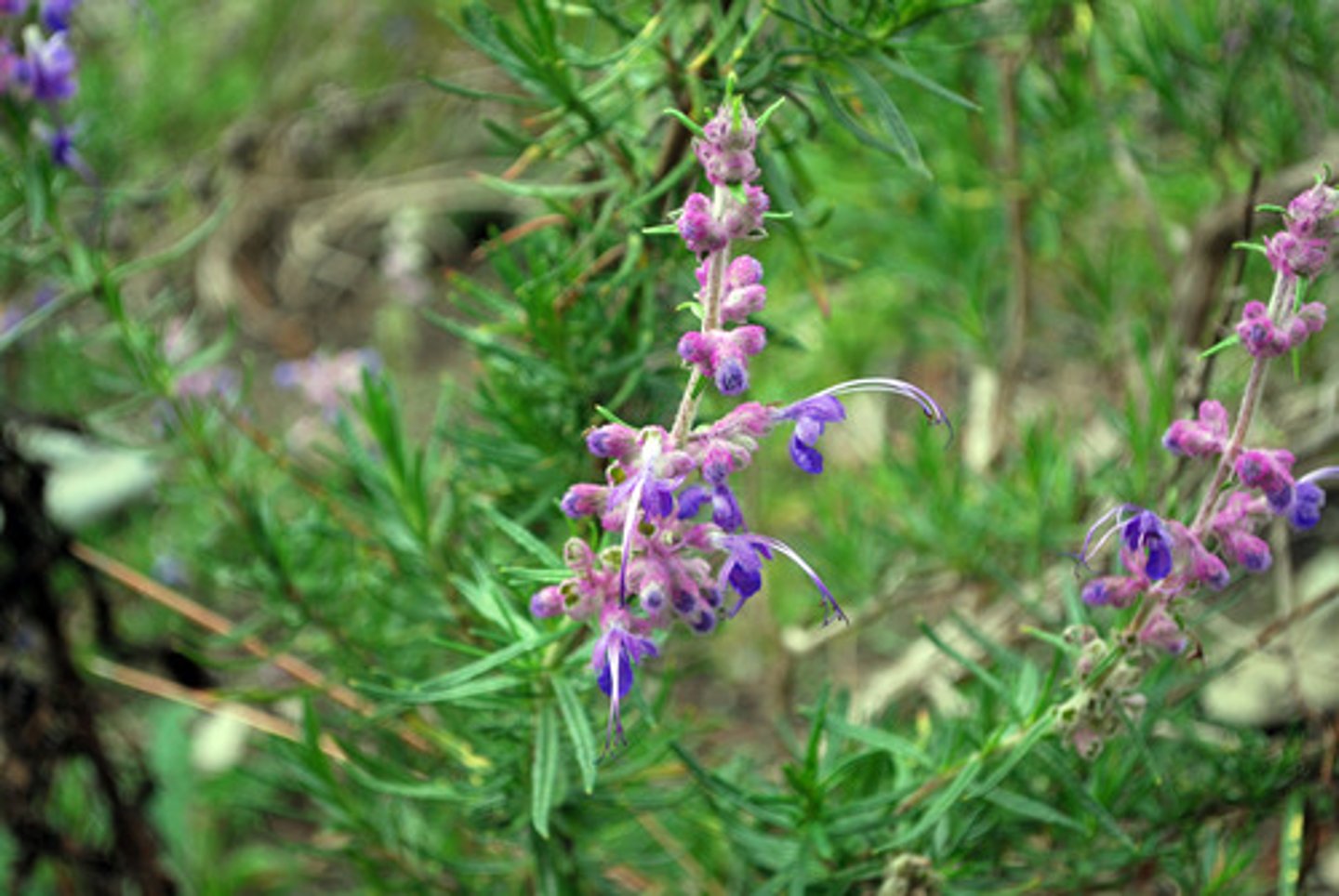<p>Lamiaceae woolly bluecurls</p>