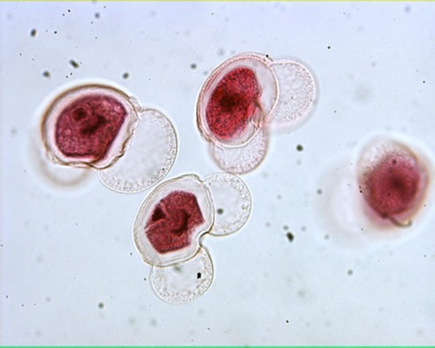 <p>- microgametophyte (produce sperm)</p><p>-contains 2-4 cells</p><p>- highly reduced compared to other gametophytes</p><p>- dos not need water for fertilization</p>