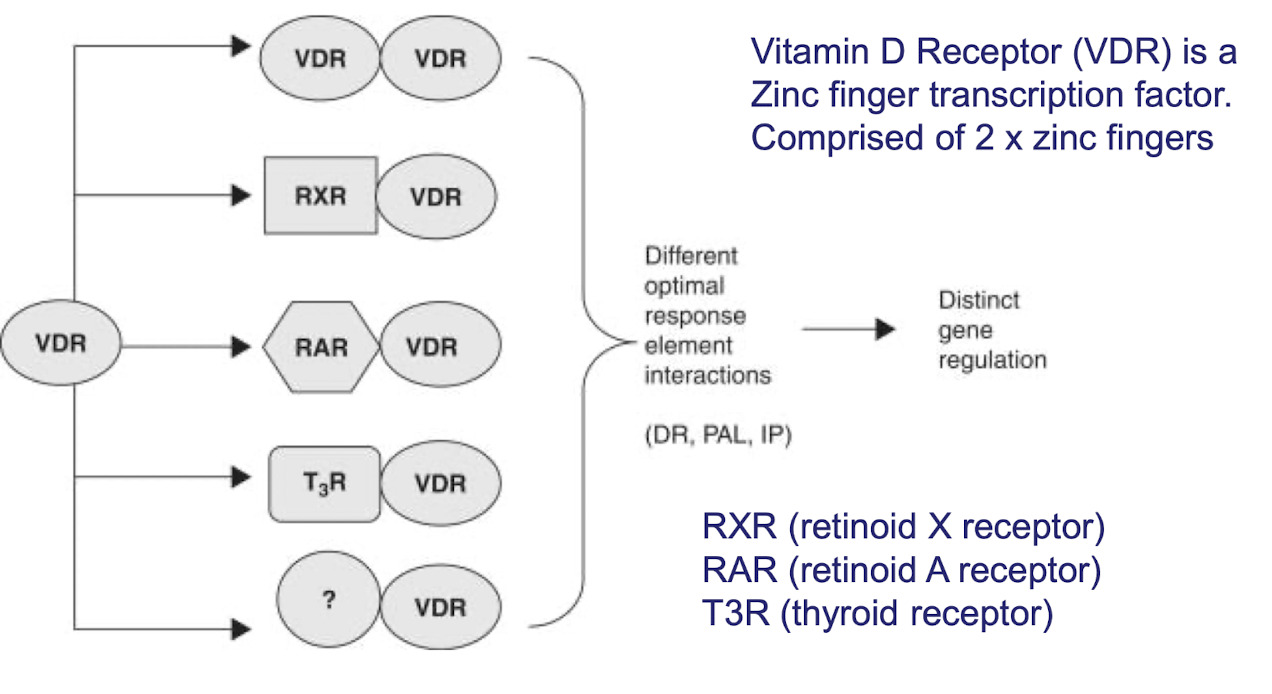 <p><strong>VDR can form both homodimers and heterodimers with other nuclear receptors as it is composed of 2 ZF motifs</strong>,<span style="color: green;"><strong> with each dimer pair having an enhanced affinity for distinct DNA targets</strong></span><strong> allowing a small family of receptors to generate a diverse range of physiological effects.</strong></p><p> It interacts with partners, such as RXR, RAR, T3R </p>