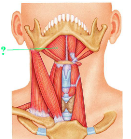 <p><span>Identify the indicated muscle.</span></p>