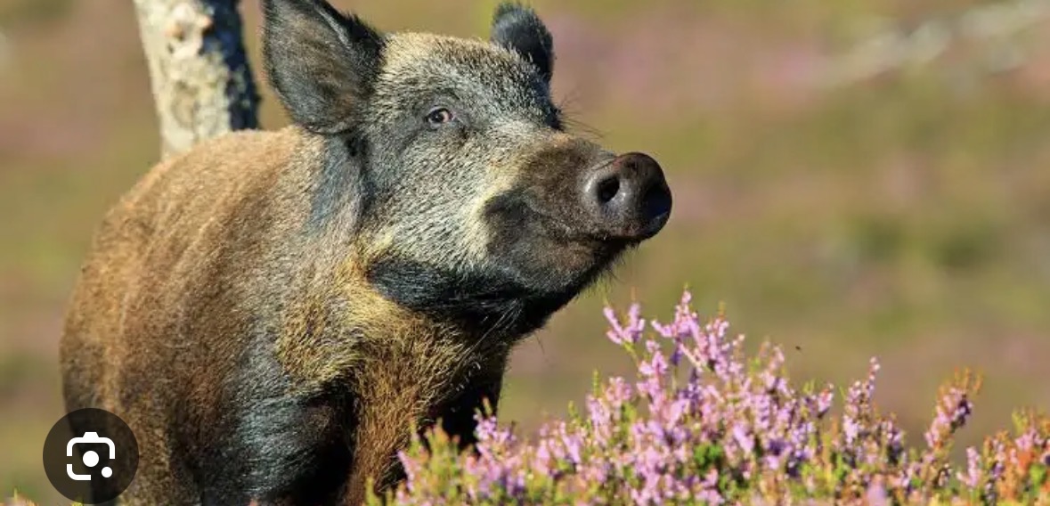 <p>feral hog/ wild boar </p>