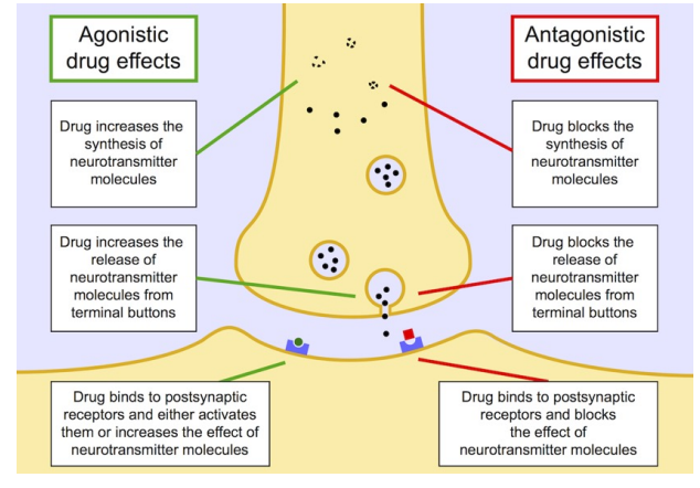 <ul><li><p>Drugs can impact every stage of neurotransmitter function from synthesis to release to receptor binding</p></li></ul><p></p>