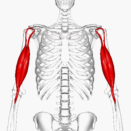 <p>Front of arm; </p><p>2 heads </p><p>“Bi = two heads”</p>