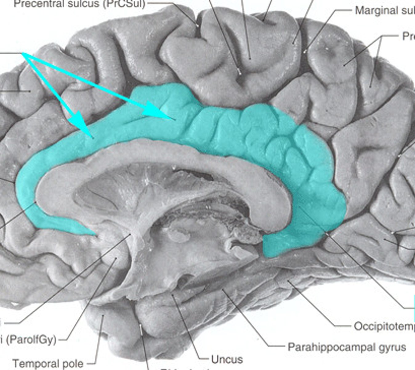 <p>- perception of neuropathic pain and nociception</p><p>- error recognition</p><p>- connects sensory input to emotions</p><p>- emotional bonding</p>