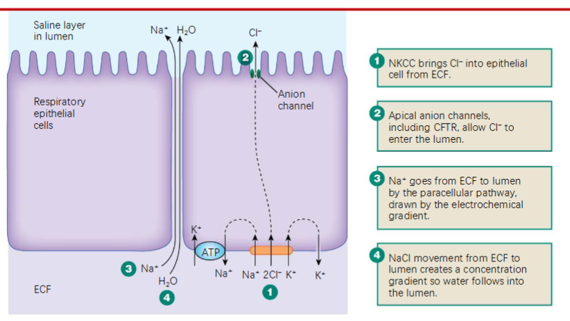 <p>1) NKCC symporter brings Cl- from ECF → inside epithelial cell</p><p>2) Apical anion channels allow Cl- epithelial cell → lumen (airway)</p><p>3) Na+ goes from ECF→ lumen via paracellular pathway (due to electrochem gradient)</p><p>4) NaCl mvmt from ECF→ lumen makes cxn gradient, so water follows into the lumen</p>