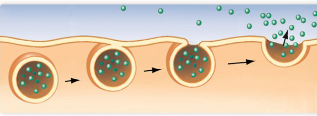 <p>where a cell expels large molecules and/or waste products by fusing a vesicle with the plasma membrane</p>