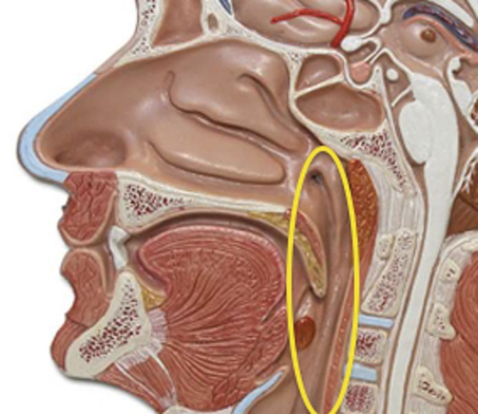 <p>-where nasal and oral cavities meet <br>-last place where digestion is voluntarily</p>