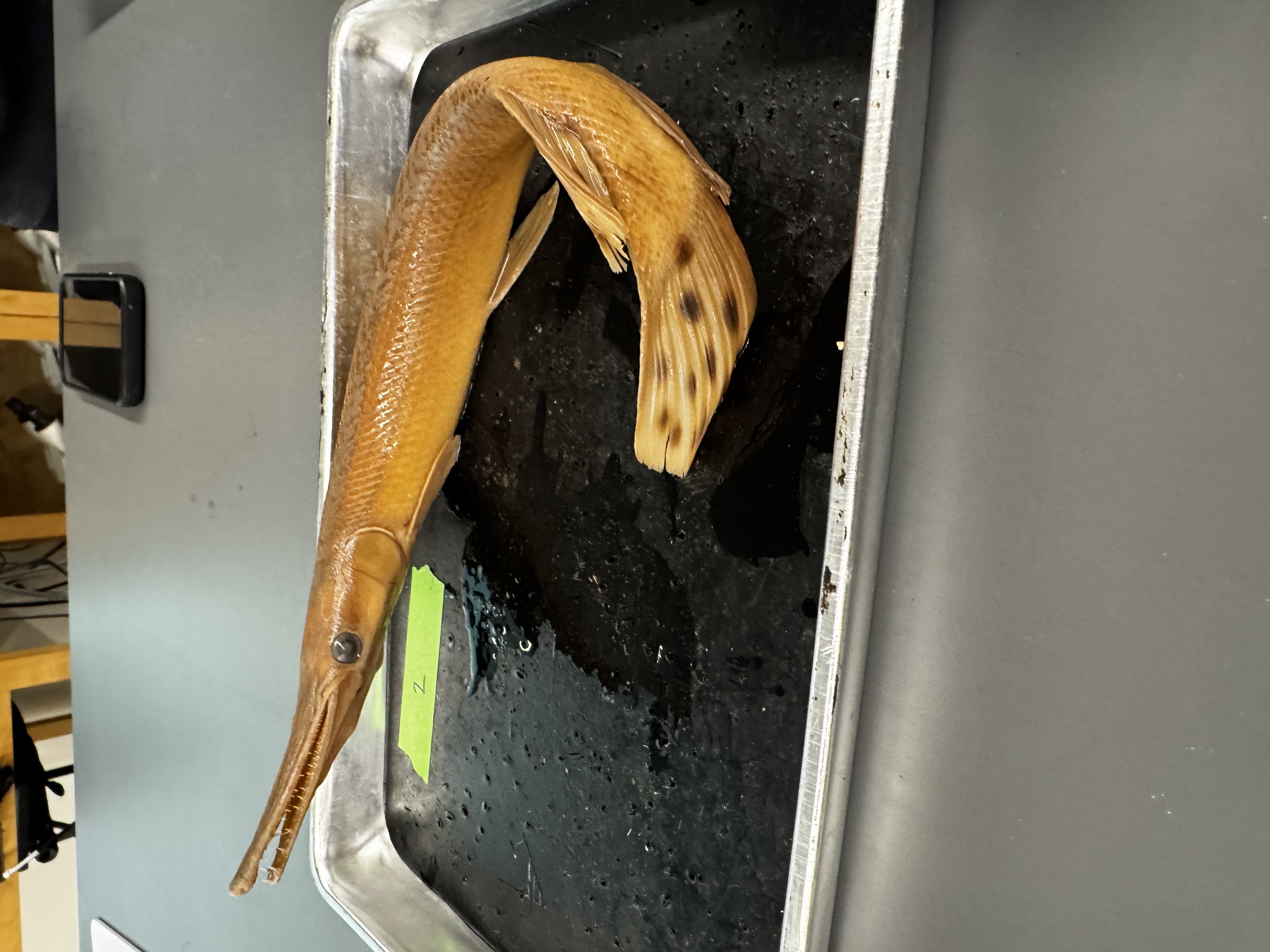 <p>Family:<br>Species:</p><p>Scientific:</p>