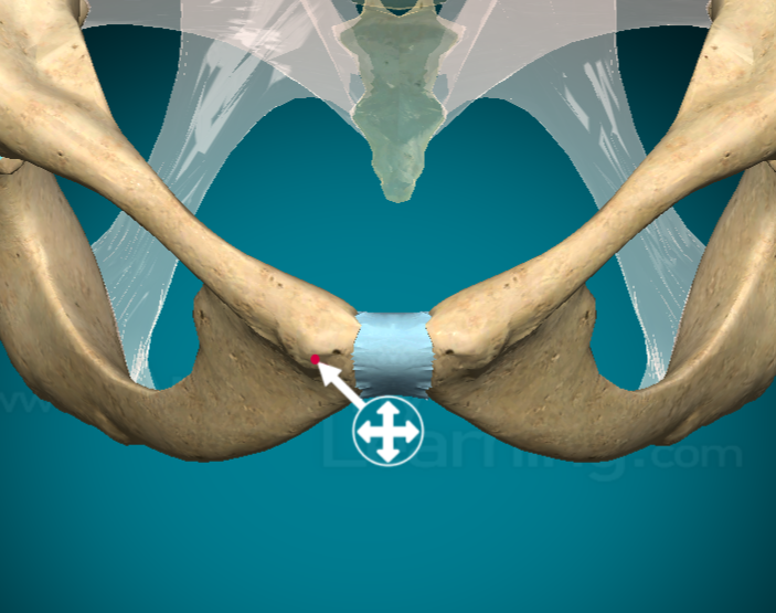 <p>small, round projection that connects muscles, ligaments, and tendons</p>