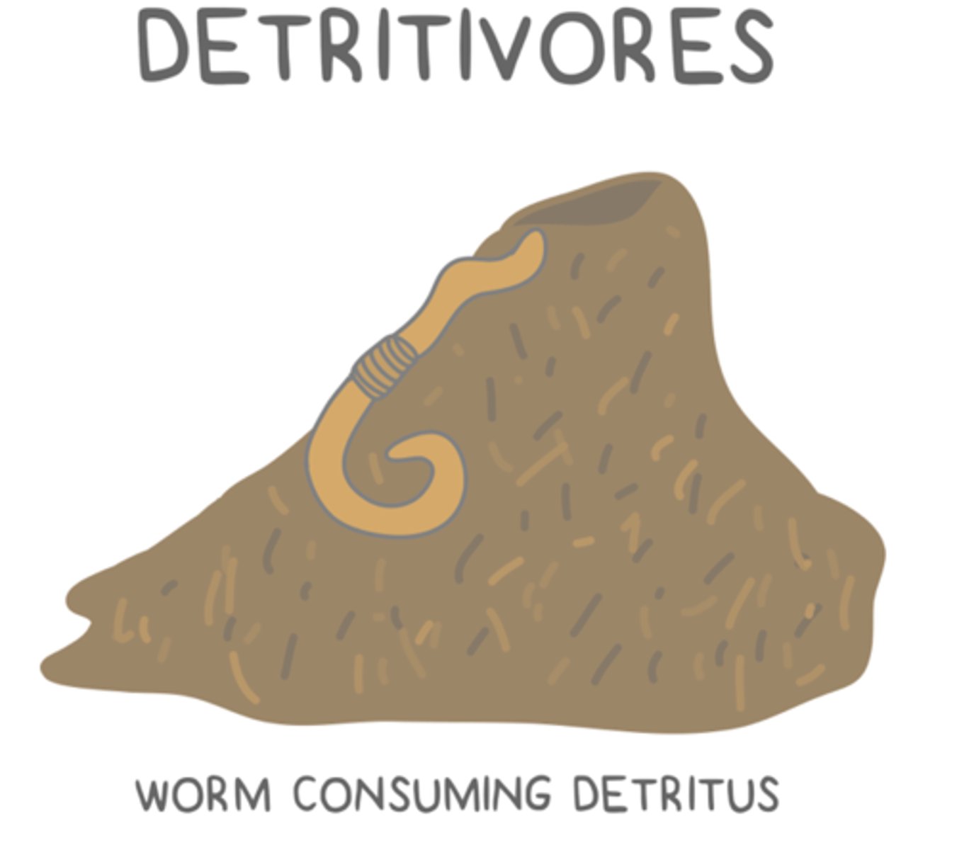 <p>detritivores</p>