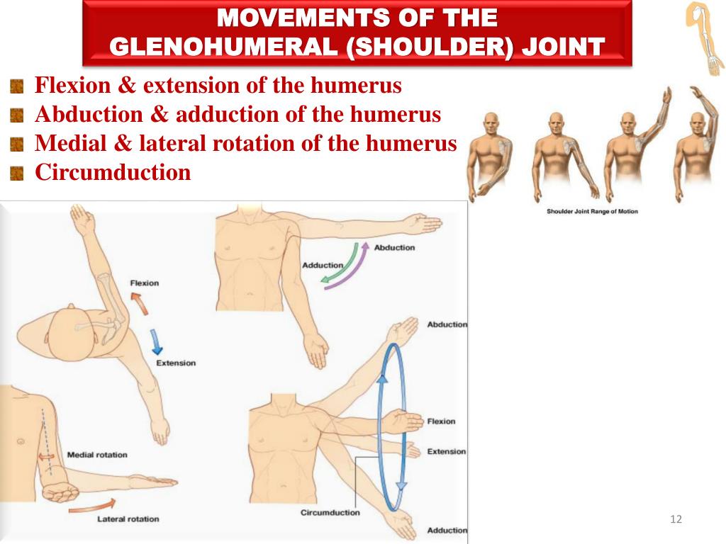 <p>1. flexion/extension </p><p>2. abduction/adduction </p><p>3. medial/lateral rotation </p><p>4. circumduction</p>