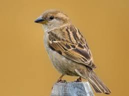 <p>House Sparrow<br>Passeridae</p>