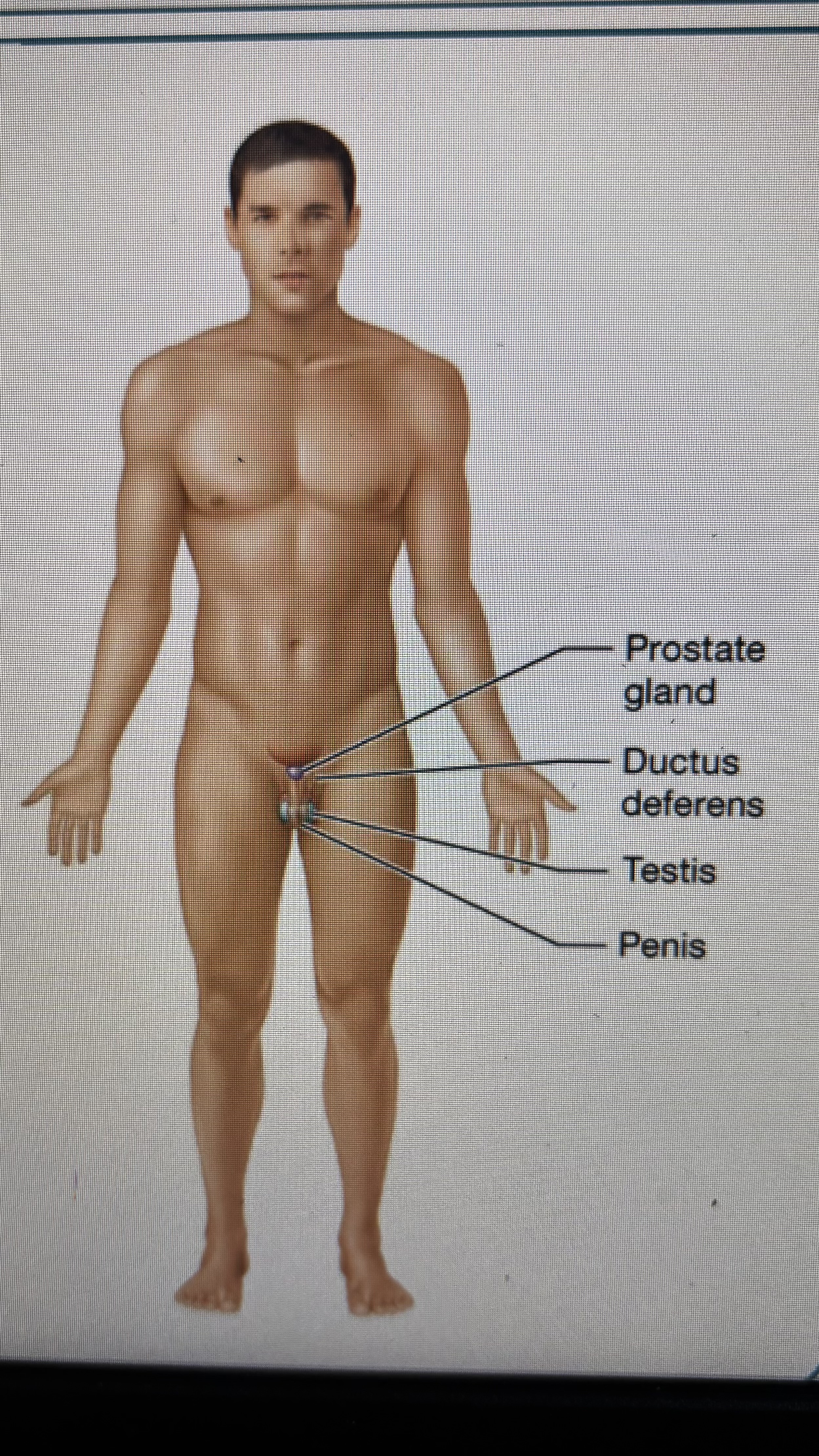 <p>prostate glands</p><p>ductus deferens </p><p>testis</p><p>penis</p><p></p>