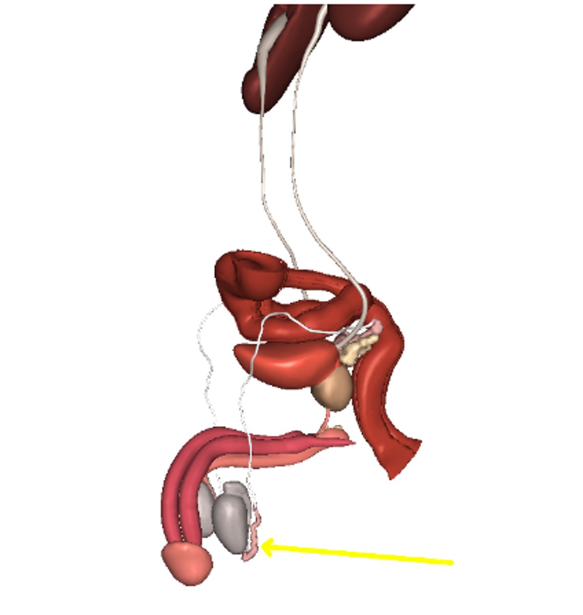 <p>Epididymis</p>