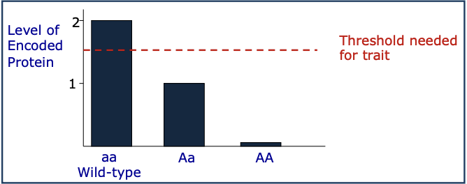 <p>Haploinsufficiency</p>