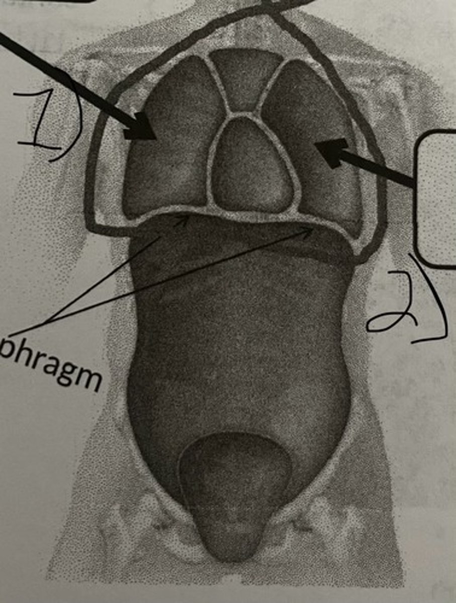 <p>What cavity does #2 represent?</p>
