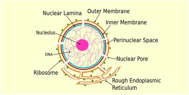 <ul><li><p>Double membrane separated by perinuclear space</p></li><li><p>Outer membrane continuous with endoplasmic reticulum</p></li><li><p>Perforated by nuclear pores</p></li><li><p>Each nuclear pore is lined with proteins to form nuclear pore complex</p></li><li><p>Encloses nucleoplasm</p></li></ul><p></p>