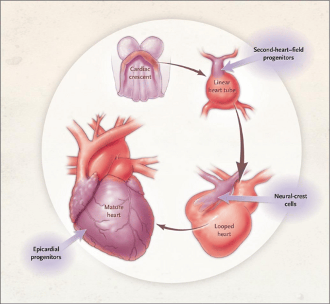 <p>Bilateral clusters of progenitor cells that form a cardiac crescent and midline linear heart tube.</p>