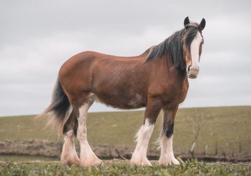 <p><strong>Clydesdale Horse</strong></p>