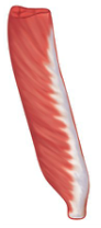 <p>all the muscle fibers are on the same side of the tendon</p>