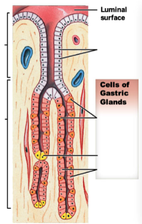 name and describe the 4 types of secretory cells found in gastric glands. what do they all produce respectively?