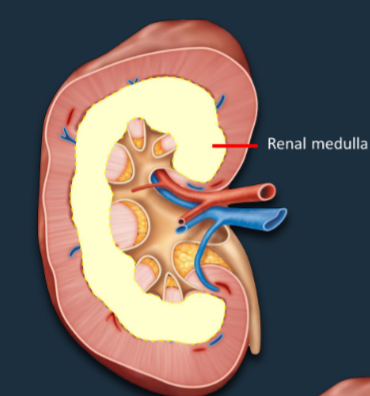 <p>~2-3cm region below the cortex that regulates the concentration of urine.</p>