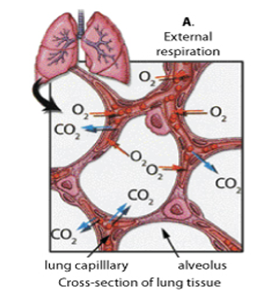 <p>between <strong>alveoli</strong> + <strong>capillaries</strong></p><p><strong>O<sub>2</sub> </strong>from air in <strong>alveoli enter capillaries</strong></p><p><strong>CO<sub>2</sub> </strong>diffuses out of <strong>blood into alveoli</strong></p>