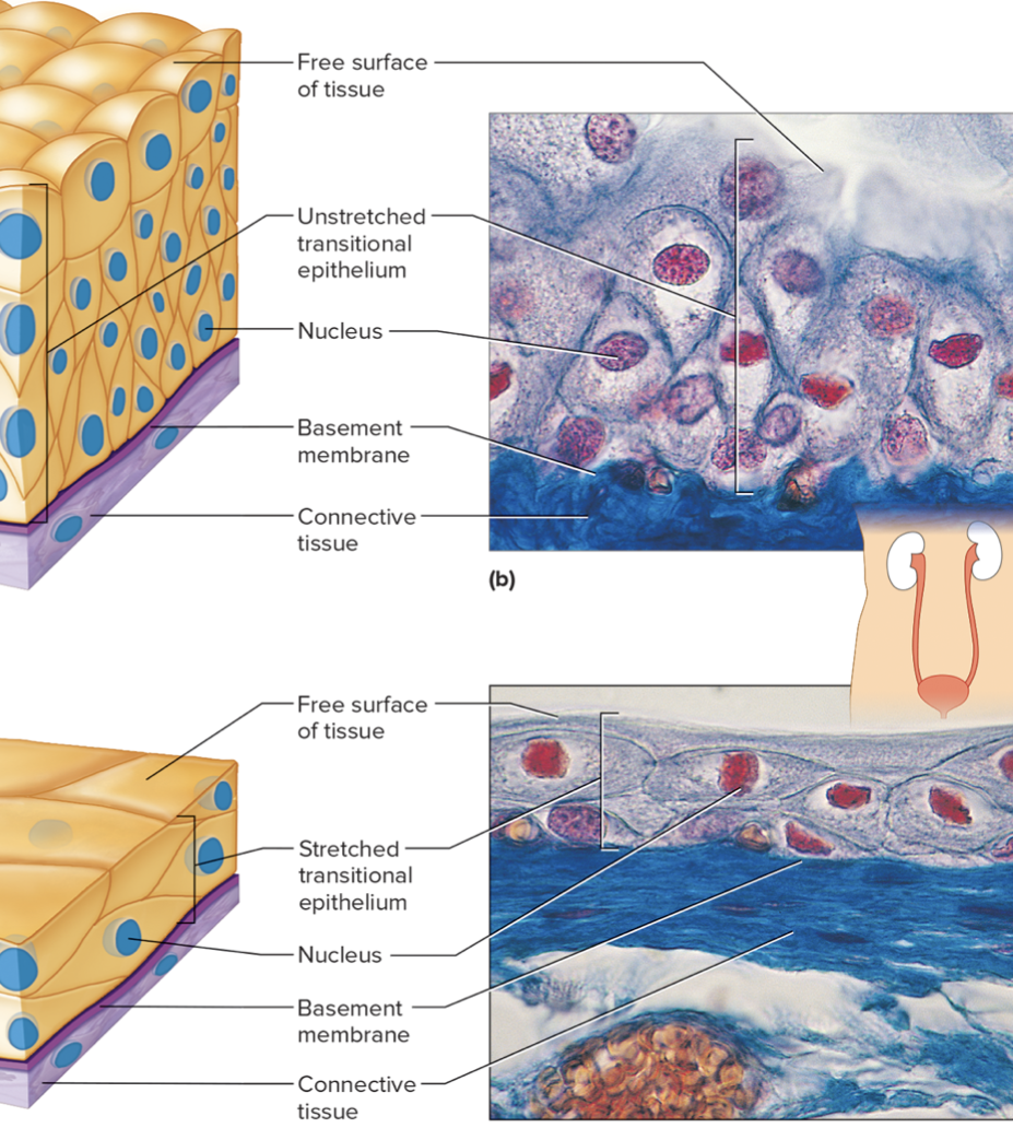 <p>transitional epithelium are specialized to change in response to increased tension (wall can contract/distend). transitional epithelium provides an expandable lining and barrier that helps prevent the content of the urinary tract from diffusing back into the internal environment, and forms the inner lining of the urinary bladder, ureters, and superior urethra. </p>